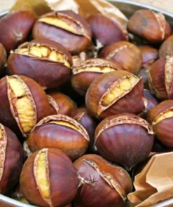Chestnut Tuircis (Kestane), Méid Préimhe